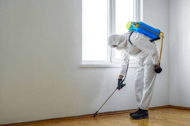 Best Termite Control Services  in Brewer, ME