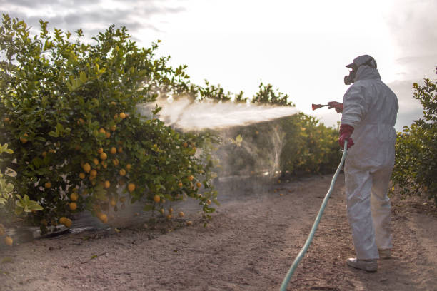 Best Wasp Removal Services  in Brewer, ME