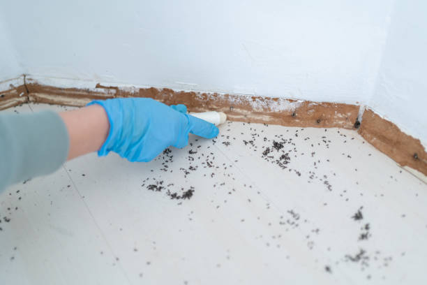 Professional Pest Control in Brewer, ME