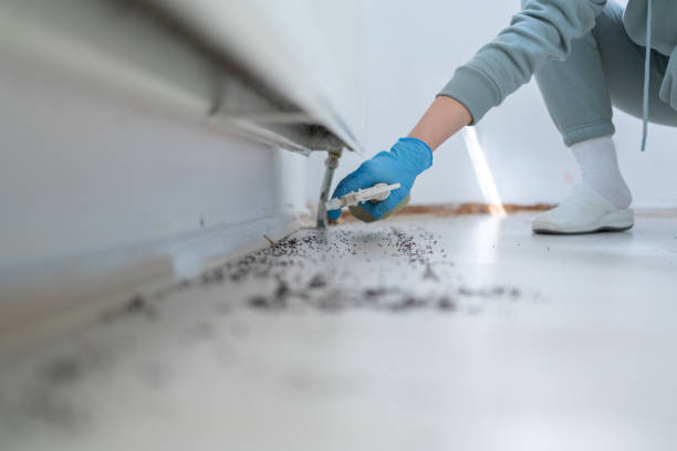 Best Affordable Pest Control Services  in Brewer, ME